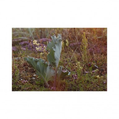 Huile de Crambe - 50ml Huile de Crambe - 50ml