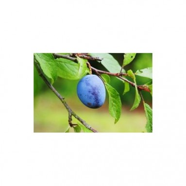 Huile de prune - 50ml Huile de prune - 50ml