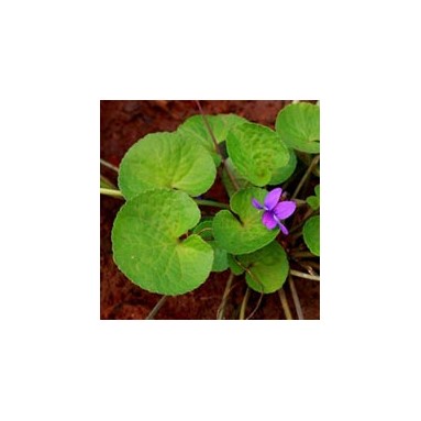 Brahmi - 100 gr Brahmi - 100 gr