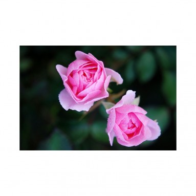 Hydrolat de Rose BIO - 200ml Hydrolat de Rose BIO - 200ml