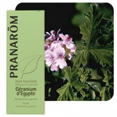Huile essentielle de Géranium d'Egypte - 10 ml - Pranarôm Huile essentielle de Géranium d'Egypte - 10 ml - Pranarôm
