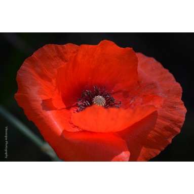 Huile de Coquelicot - 50 ml Huile de Coquelicot - 50 ml