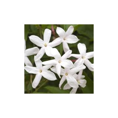 Jasmin - 50g Jasmin - 50g