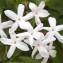 Jasmin - 50g