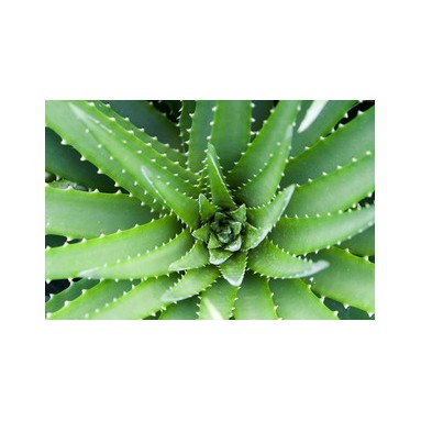 Aloe Vera - 200ml Aloe Vera - 200ml
