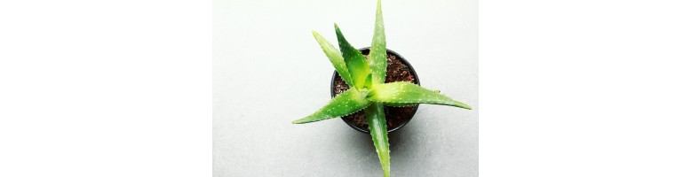 Aloe vera